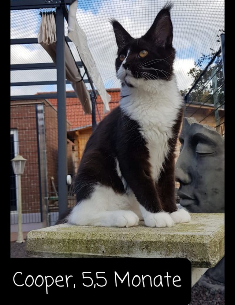 Cooper, 5,5 Monate alt